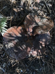 Tricholoma fracticum