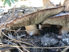 Tricholoma fracticum