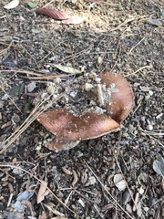 Tricholoma fracticum