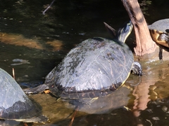 Pseudemys