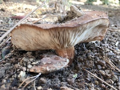 Tricholoma fracticum