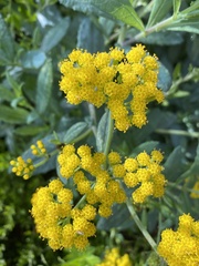 Senecio odoratus