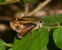 Polites vibex catilina