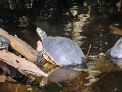Pseudemys