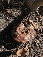 Tricholoma fracticum