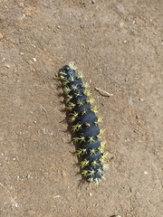 Leucanella viridescens