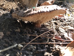 Tricholoma fracticum