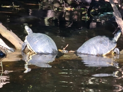 Pseudemys