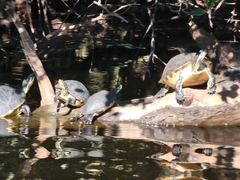 Pseudemys