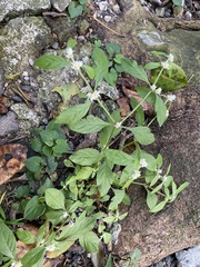 Alternanthera bettzickiana