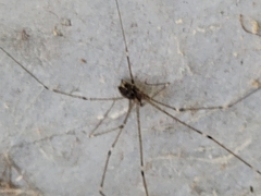 Crossopriza
