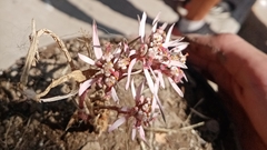 Euphorbia radians