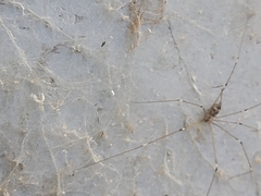 Crossopriza