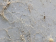 Crossopriza