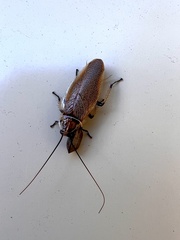 Balta bicolor