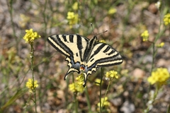 Papilio alexanor