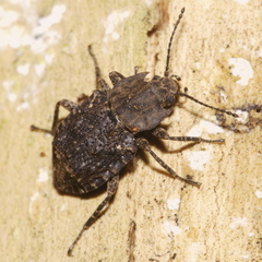 Syrphetodes marginatus