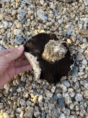 Agaricus bitorquis