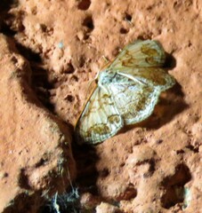 Idaea subfervens