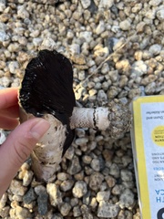 Agaricus bitorquis