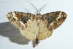 Pseudocoremia leucelaea