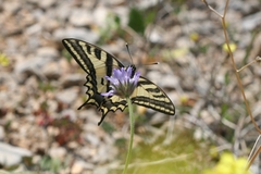 Papilio alexanor