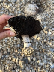 Agaricus bitorquis
