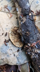 Daedaleopsis styracina