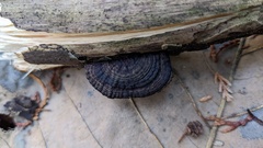 Daedaleopsis styracina