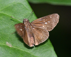 Lerodea eufala eufala