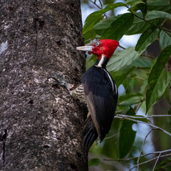 Campephilus guatemalensis