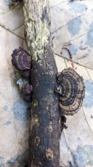 Daedaleopsis styracina