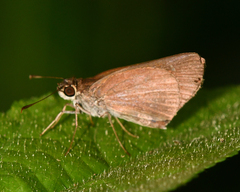 Lerodea eufala eufala