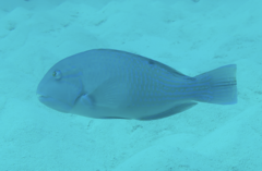 Choerodon schoenleinii