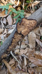 Daedaleopsis styracina