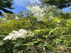 Sorbaria sorbifolia