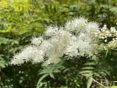 Sorbaria sorbifolia