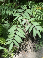 Sorbaria sorbifolia