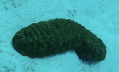 Stichopus herrmanni