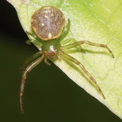 Diaea ambara