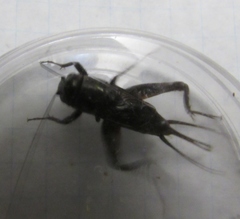 Gryllus texensis
