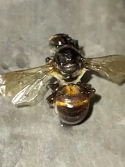 Apis mellifera