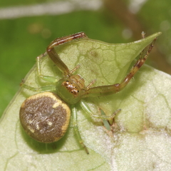 Diaea ambara