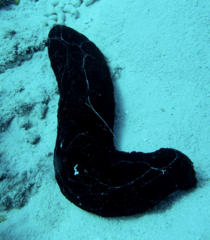 Holothuriidae