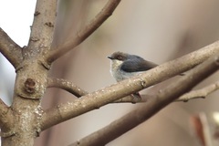 Apalis alticola