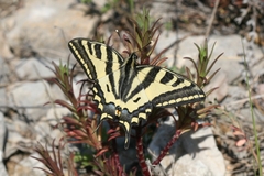 Papilio alexanor