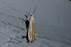 Orocrambus vittellus