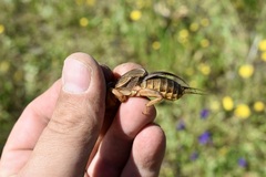 Gryllotalpa vineae