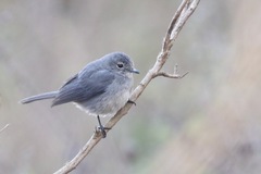 Melaenornis fischeri