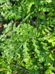Hydrophylloideae